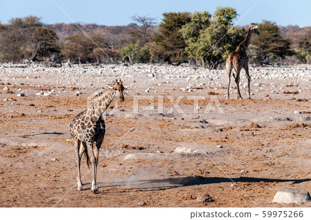 Giraffes in Etosha National Park 59975266
