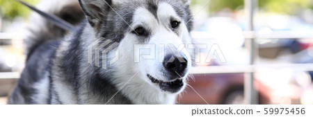 Thoroughbred dog waiting for owner Thoroughbred dog waiting for owner 59975456