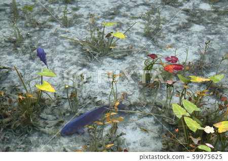 Also known as: Monet's Pond (Nendo Shrine) Also known as: Monet's Pond (Nendo Shrine) 59975625