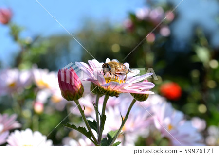 Western honey bee visiting flowers in full bloom Western honey bee visiting flowers in full bloom 59976171