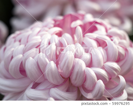 Chrysanthemum   59976295