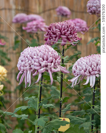 Chrysanthemum   59976300