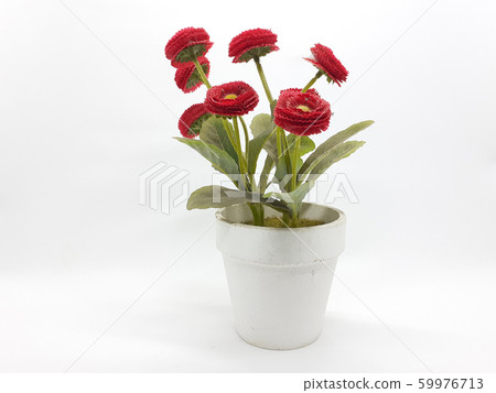 紅花 花朵 花 59976713