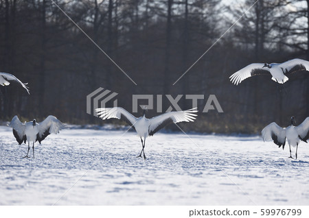 Landing of the butterfly (Hokkaido · Tsurui) Landing of the butterfly (Hokkaido · Tsurui) 59976799