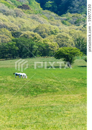 yama山高原新鮮綠馬 yama山高原新鮮綠馬 59977230