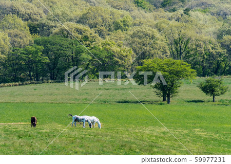 yama山高原新鮮綠馬 yama山高原新鮮綠馬 59977231