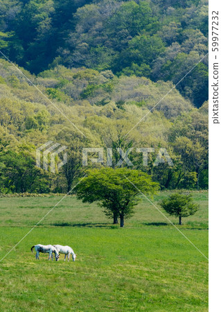 yama山高原新鮮綠馬 59977232