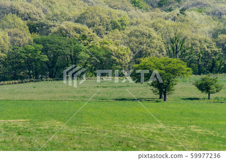 Hiyama Kogen fresh green horse Hiyama Kogen fresh green horse 59977236