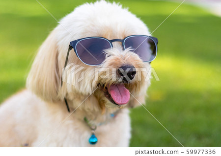 poodle sunglasses