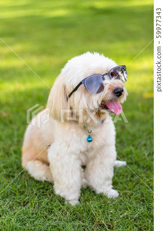 Brown fur poodle dog wearing sunglasses Brown fur poodle dog wearing sunglasses 59977343