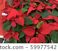 Poinsettia 59977542