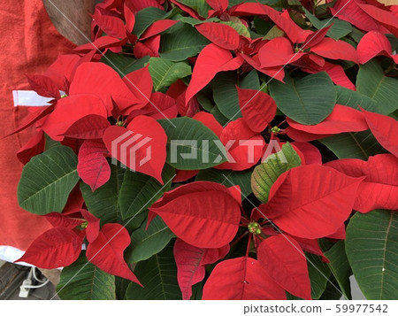 Poinsettia Poinsettia 59977542