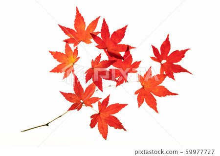 拍攝楓葉的透射光 59977727