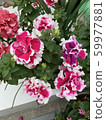 Rose   59977881