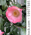 Rose   59977885