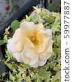 Rose   59977887