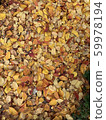 Fallen leaves  59978194