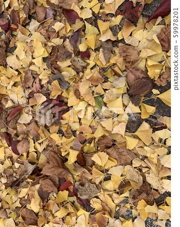 Fallen leaves  59978201