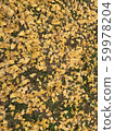 Fallen leaves  59978204