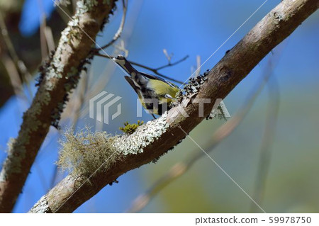 青背山雀(Parus monticolus) 59978750