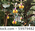 Orchid at the Subtropical Dream Center 59979482