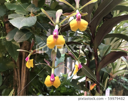 Orchid at the Subtropical Dream Center 59979482