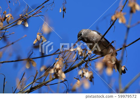 Brown pheasant (Pyrrhula nipalensis) 59979572