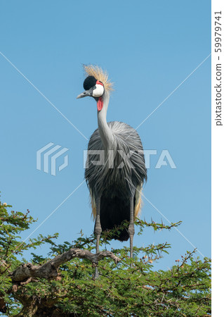 Grey crowned crane in thornbush turns head Grey crowned crane in thornbush turns head 59979741