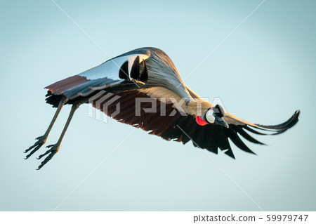 Grey crowned crane flies with head down 59979747