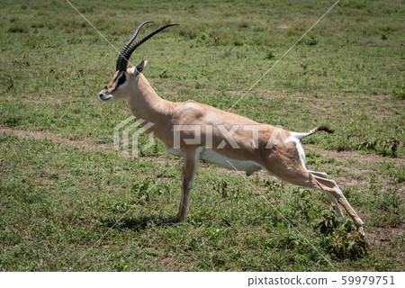 Grant gazelle stretches to urinate on savannah 59979751