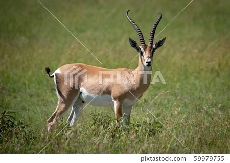 Grant gazelle stands eyeing camera in grass Grant gazelle stands eyeing camera in grass 59979755