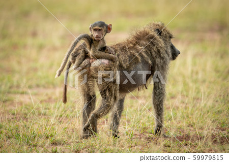 Female olive baboon carries baby on back Female olive baboon carries baby on back 59979815