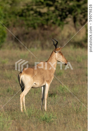 Female hartebeest stands on savannah in profile 59979816