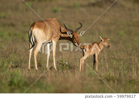 Female hartebeest nuzzles baby on grassy plain Female hartebeest nuzzles baby on grassy plain 59979817