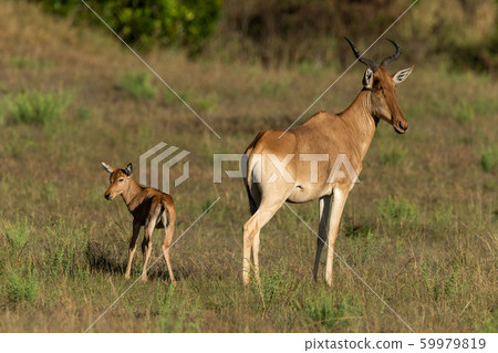 Female hartebeest and baby eye camera back-to-back 59979819