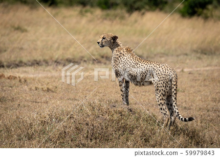 Female cheetah stands on mound looking left 59979843