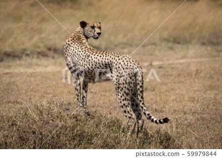 Female cheetah stands on mound looking back Female cheetah stands on mound looking back 59979844