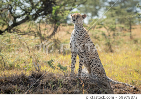 Female cheetah sits on mound staring ahead Female cheetah sits on mound staring ahead 59979872