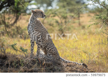 Female cheetah sits on mound looking back Female cheetah sits on mound looking back 59979873