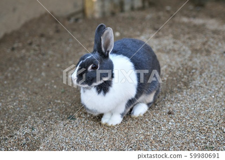 Rabbit  59980691