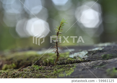 日本紅松樹 日本紅松樹 59981125