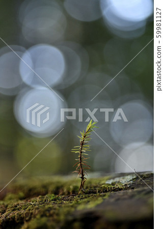 Japanese red pine tree 59981127