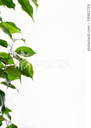 Beautiful frame green leaf with drops of water on gray background Beautiful frame green leaf with drops of water on gray background 59981759