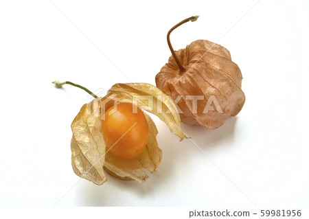 金色漿果 59981956