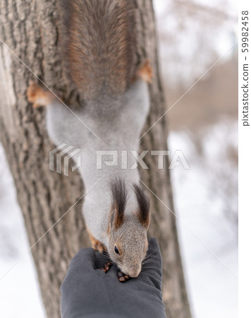 Squirrel eating nuts from Palm Squirrel eating nuts from Palm 59982458