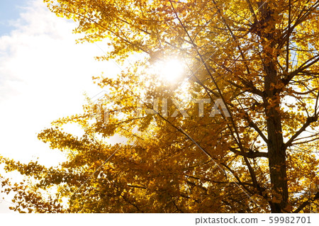 Romantic Sunlight <Autumn Ginkgo> Romantic Sunlight <Autumn Ginkgo> 59982701