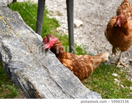 Pouring chicken food 59983536