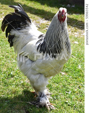 Cool chicken Cool chicken 59983542