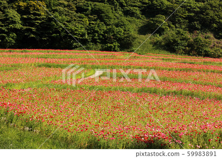 Poppy and green forest in full bloom at "Kurihama Flower Country" (2) Poppy and green forest in full bloom at "Kurihama Flower Country" (2) 59983891