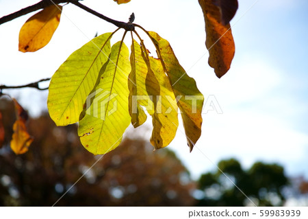 Colored leaves Colored leaves 59983939